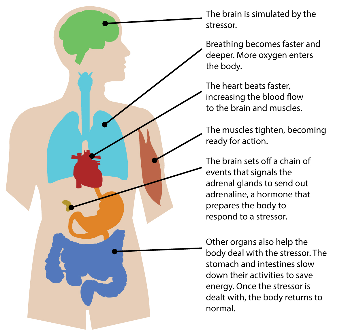 A diagram illustrating the physical effects of stress on the body